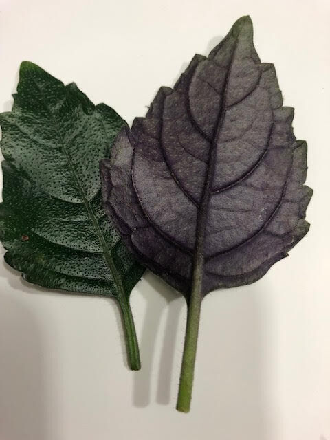 Mona Lavender Plectranthus